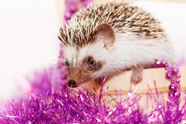 A cute little hedgehog - ( African white- bellied hedgehog ) Stock photo © Nneirda