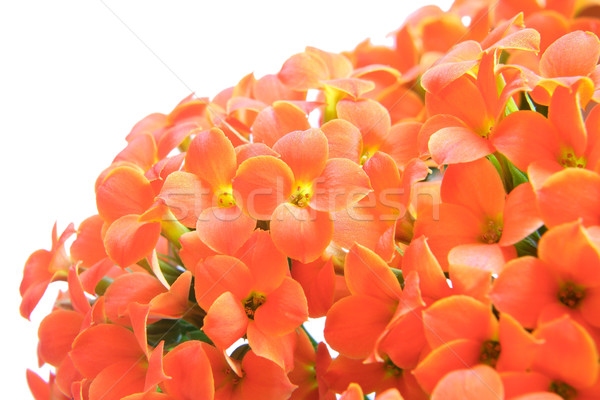 Kalanchoe flower blossoms Stock photo © Nneirda