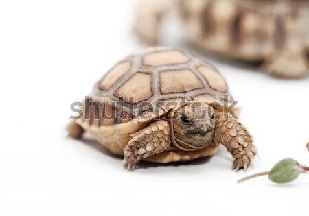 Stockfoto: Afrikaanse · schildpad · geïsoleerd · witte · natuur · dier