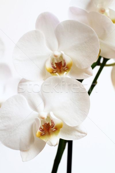 Phalaenopsis flower Stock photo © Nneirda