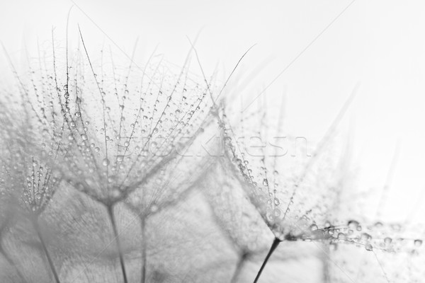 ストックフォト: 工場 · 種子 · 水滴 · 抽象的な · マクロ · 写真