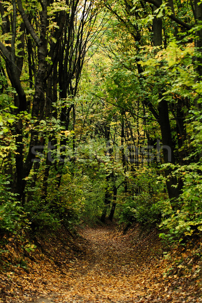 Sonbahar orman sarı yaprakları geçit yol Stok fotoğraf © Nneirda