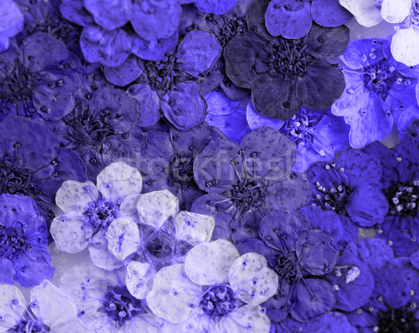 Foto stock: Decorativo · montagem · colorido · secas · flores · da · primavera · roxo