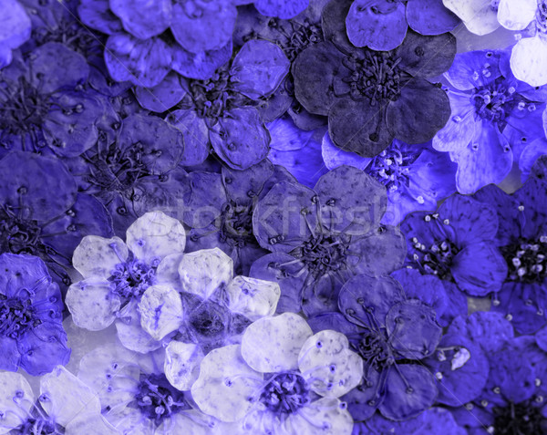 Decorativ montaj colorat uscate Flori de primavara violet Imagine de stoc © Nneirda