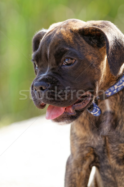 Bokser psa Fotografia cute brązowy funny Zdjęcia stock © Nneirda