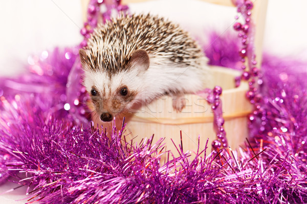 A cute little hedgehog - ( African white- bellied hedgehog ) Stock photo © Nneirda