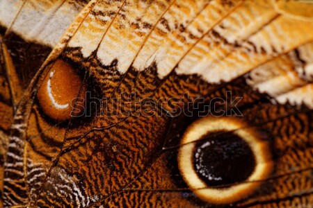 Zdjęcia stock: Makro · Motyl · skrzydła · szczegółowy · tropikalnych
