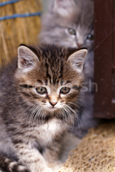 Beautiful tabby kitten Stock photo © Nneirda