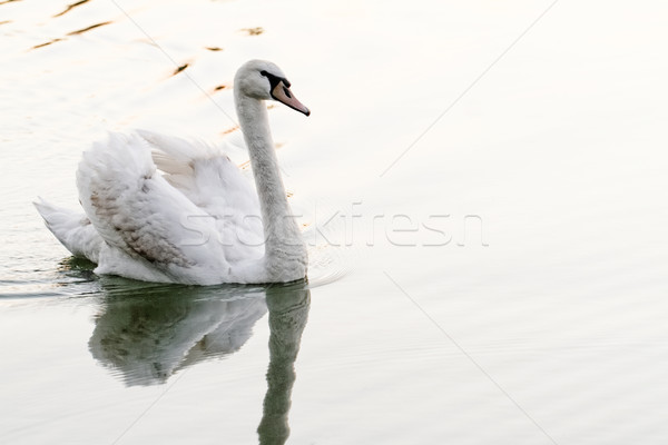 Yalnız kuğu güzel gün batımı göl güneş Stok fotoğraf © Nneirda