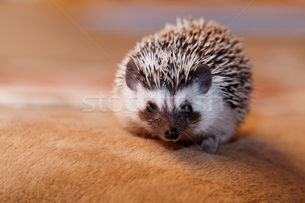 Stockfoto: Afrikaanse · witte · egel · cute · weinig · portret