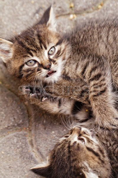 Cute wenig Katzen Foto Lächeln Stock foto © Nneirda