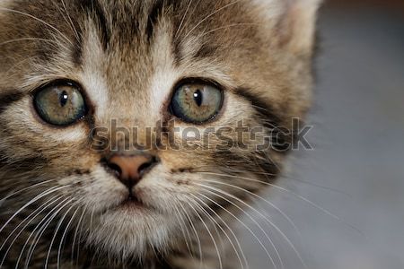 Tabby kitten Stock photo © Nneirda