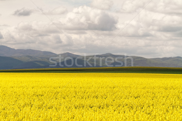 Câmp cer nori floare primăvară soare Imagine de stoc © Nneirda