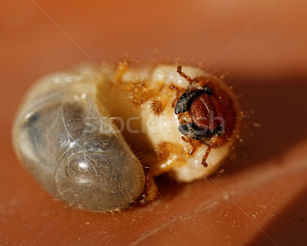 May beetle larvae - Melolontha melolontha Stock photo © Nneirda