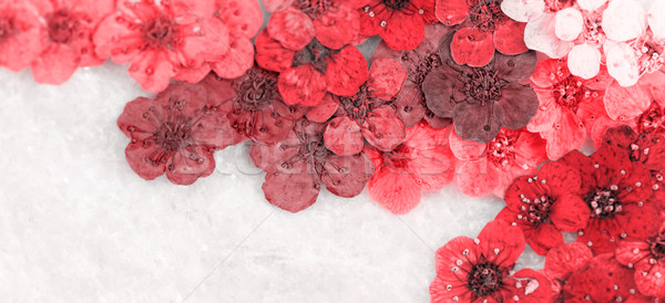 Dekoratív montázs színes aszalt tavaszi virágok piros Stock fotó © Nneirda