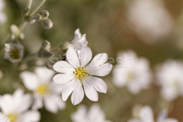 Biały rock kwiat ogród Fotografia Zdjęcia stock © Nneirda