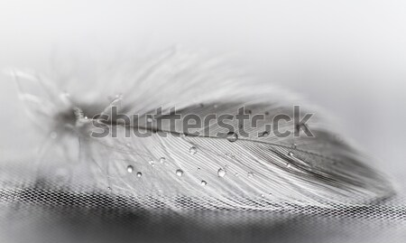 Witte veer waterdruppels grijs water vogel Stockfoto © Nneirda