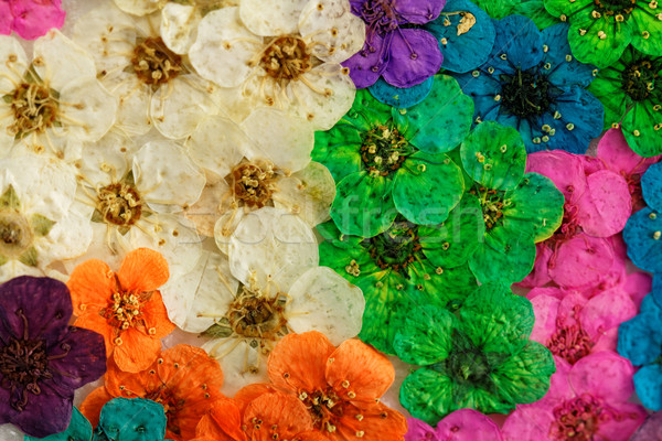 Dekoratív montázs színes aszalt tavaszi virágok lila Stock fotó © Nneirda