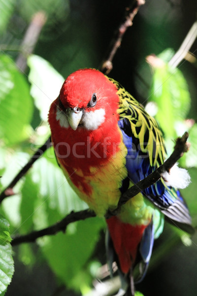 Stockfoto: Papegaai · Oost · Rood · Geel · sluiten · foto