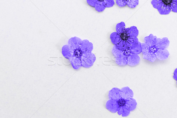 Decorativ montaj colorat uscate Flori de primavara violet Imagine de stoc © Nneirda