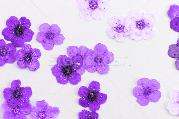Decorativ montaj colorat uscate Flori de primavara purpuriu Imagine de stoc © Nneirda
