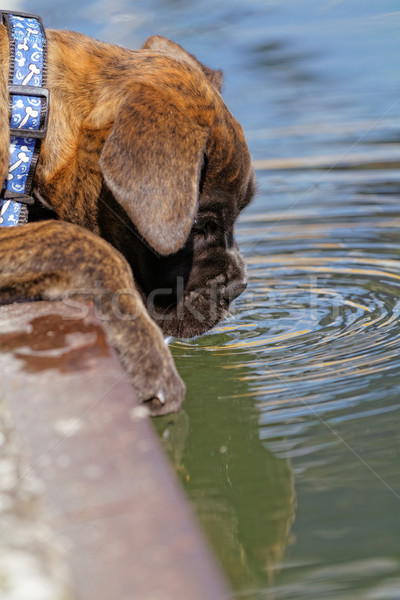 Boxer dog Stock photo © Nneirda