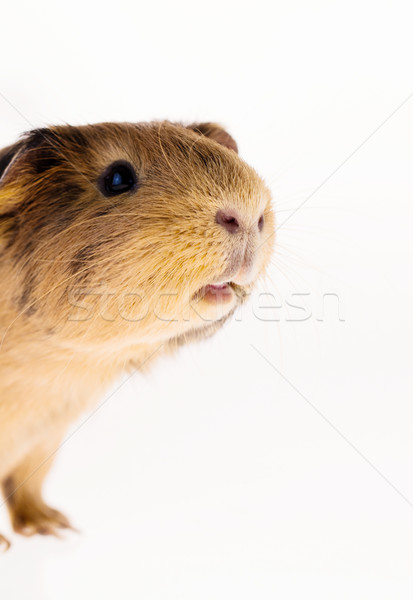 Rot Meerschweinchen Bild braun Gesicht Augen Stock foto © Nneirda