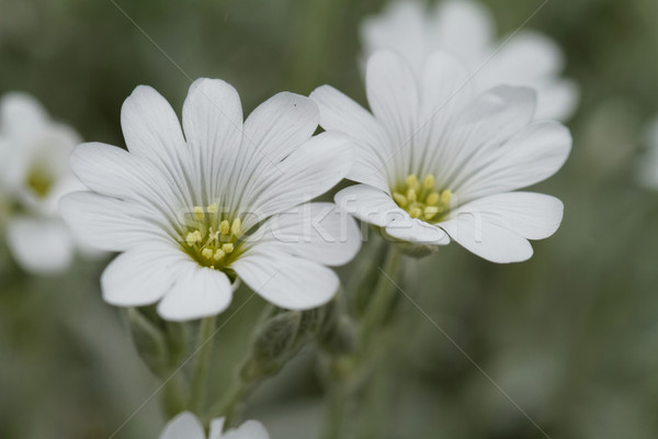 White rock flower Stock photo © Nneirda