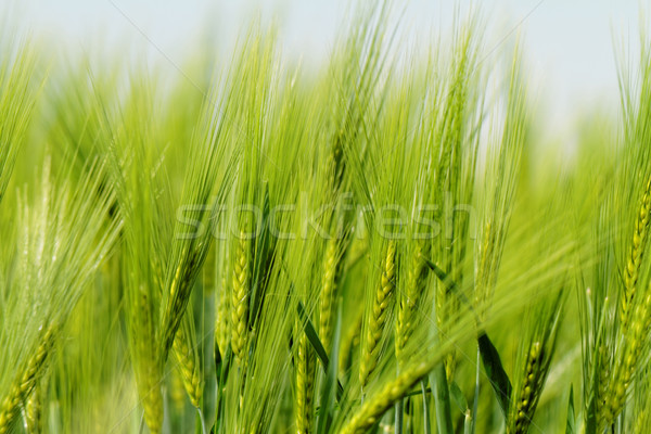 Yeşil buğday tahıl alan bahar özgürlük Stok fotoğraf © Nneirda