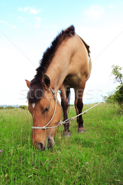 Brown horse Stock photo © Nneirda
