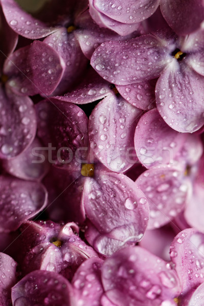 Purple lilac Stock photo © Nneirda