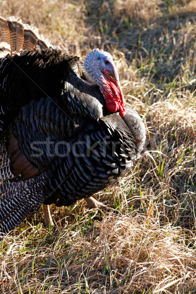 Turkey in nature Stock photo © Nneirda