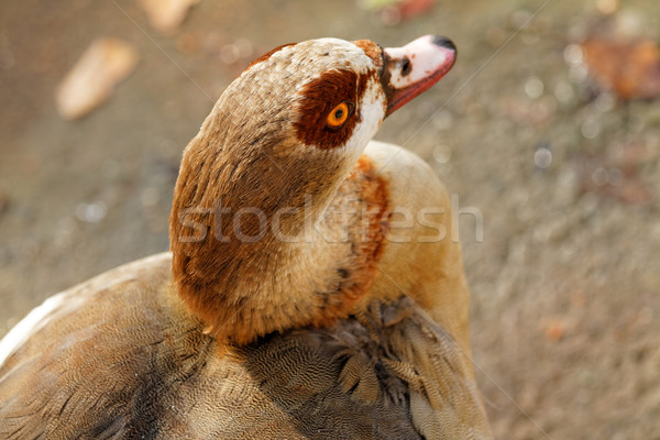 Baromfi közelkép fotó barna háttér madár Stock fotó © Nneirda