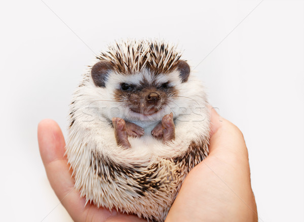 African white- bellied hedgehog Stock photo © Nneirda