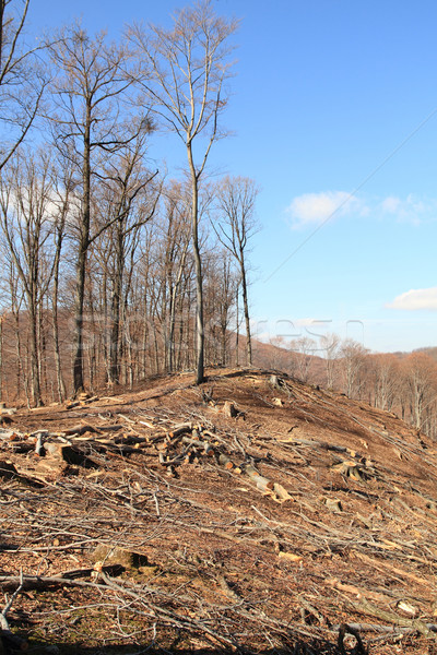 Logging Stock photo © Nneirda