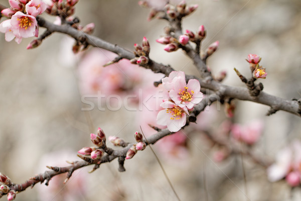 Copac inflorire fotografie frumos primăvară cer Imagine de stoc © Nneirda