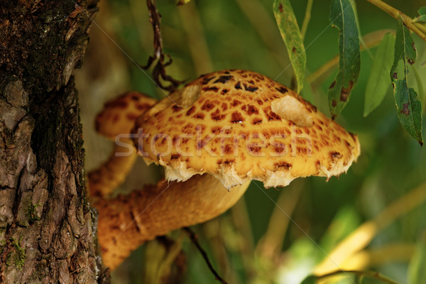 brown tree fungus Stock photo © Nneirda