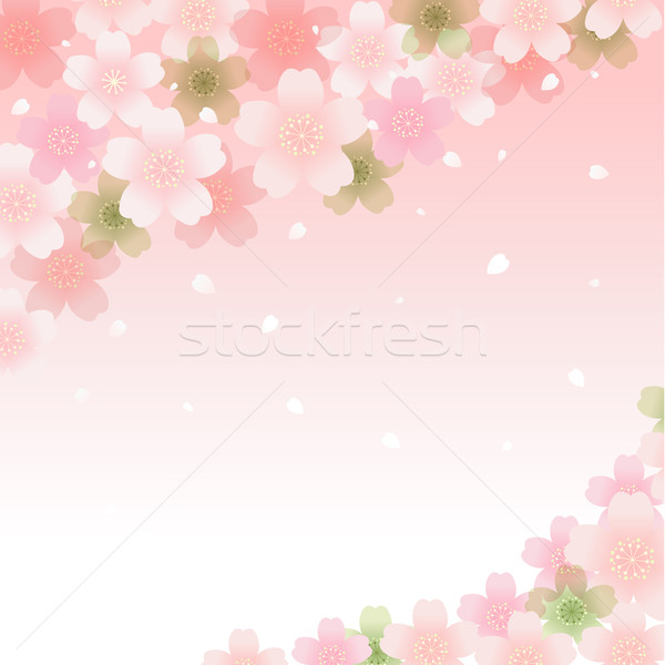 Stock photo: Spring Cherry blossom background