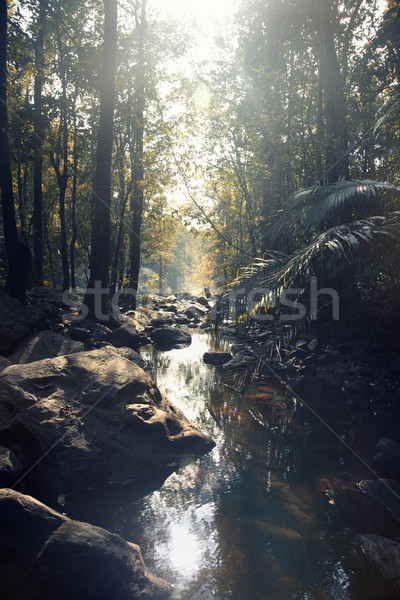 River in the jungle Stock photo © Novic