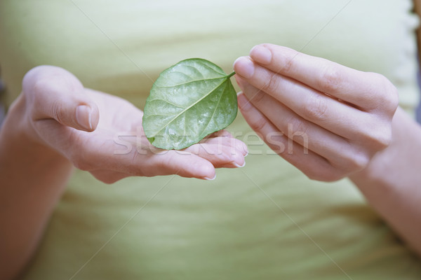 Vrouw klein groen blad voorjaar hand Stockfoto © Novic