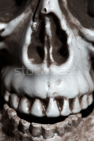 Close-up photo of the human skull Stock photo © Novic