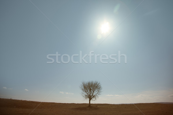 Tree Stock photo © Novic
