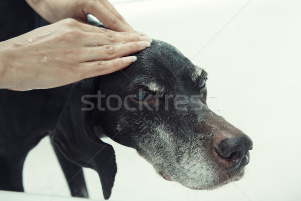 Washing dog Stock photo © Novic