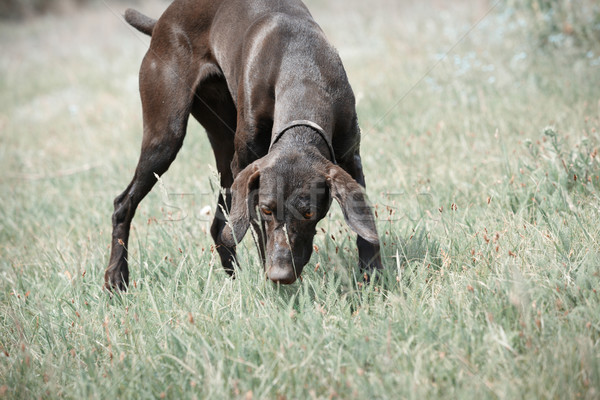 German short haired pointer Stock photo © Novic