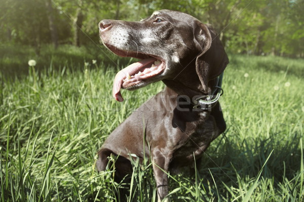 Dog outdoors Stock photo © Novic