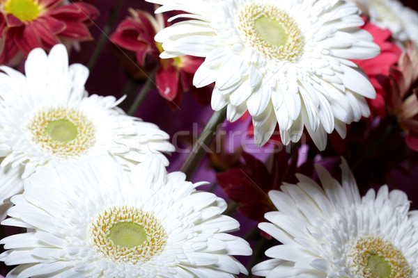 chrysanthemum Stock photo © Novic