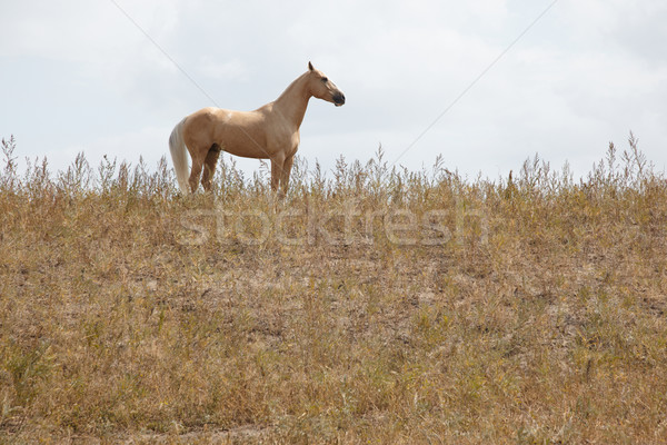 Horse Stock photo © Novic