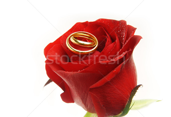 Wedding rings on the rose Stock photo © Novic