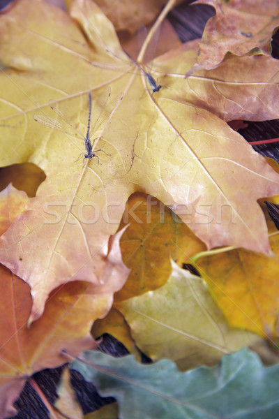 Dragonfly in autumn Stock photo © Novic