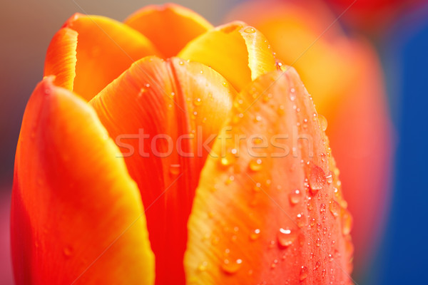 Red tulip Stock photo © Novic